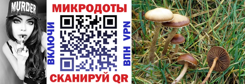 Галлюциногенные грибы Psilocybine cubensis Яранск